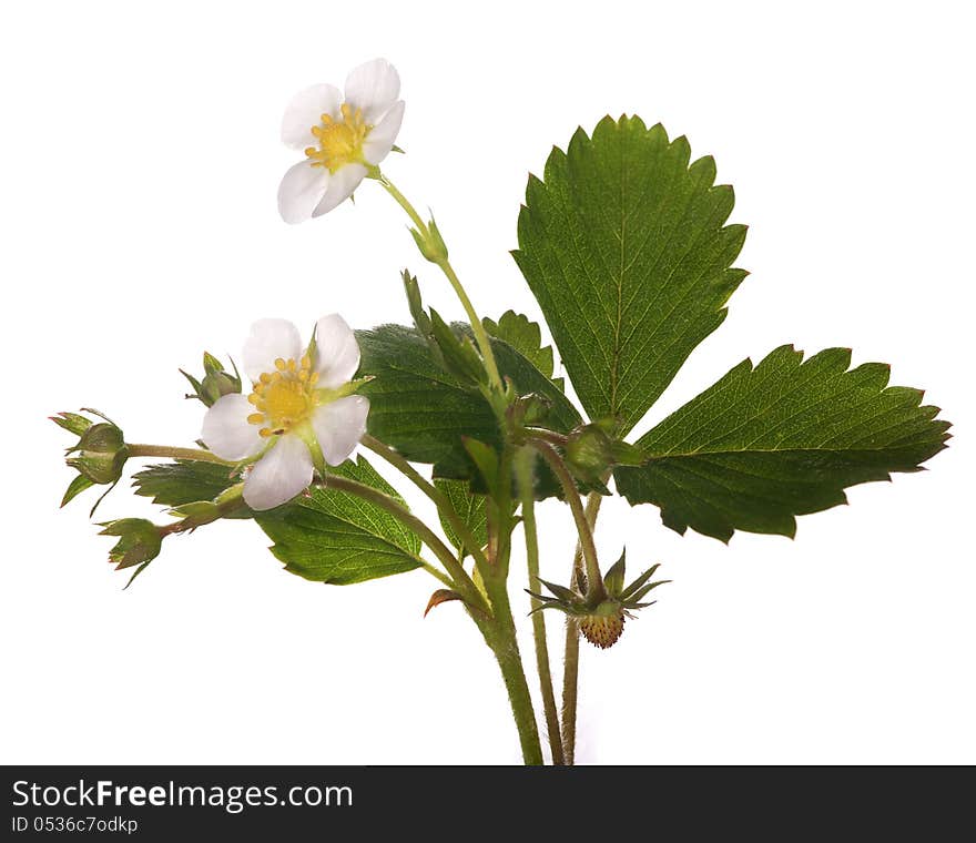 Isolated strawberry plant with flowers