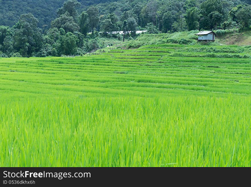 Green rice field in Thailand