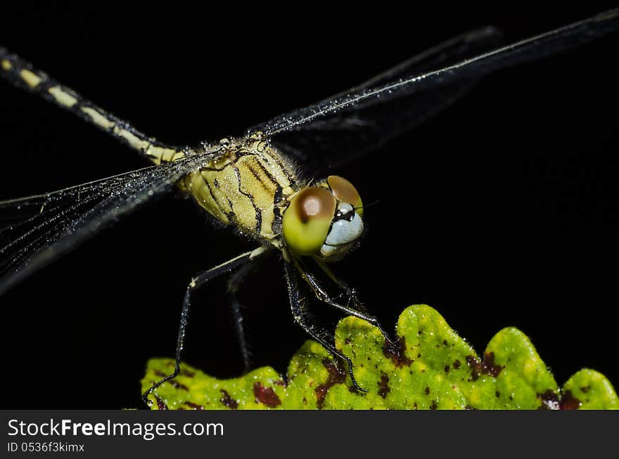 Dragonflly insect on flower at night. Dragonflly insect on flower at night