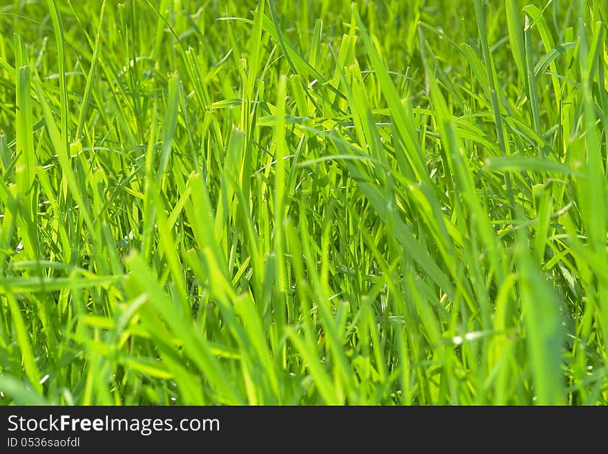 Beautiful fresh green grass on a meadow in the summer afternoon. Beautiful fresh green grass on a meadow in the summer afternoon