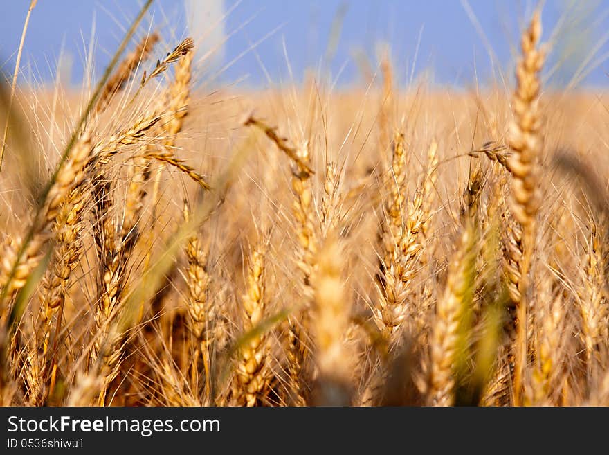 Wheat ripened