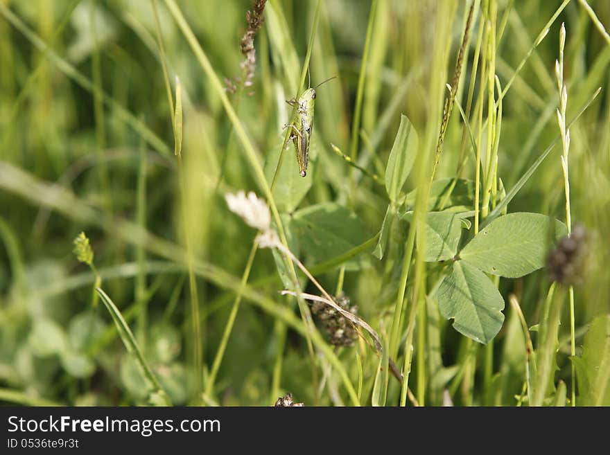 The grasshopper of green color sits on a straw and is warmed by rays of the warm sun. The grasshopper of green color sits on a straw and is warmed by rays of the warm sun