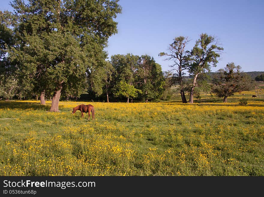 Horse eats a grass in the evening on a beautiful yellow meadow in the summer. Horse eats a grass in the evening on a beautiful yellow meadow in the summer