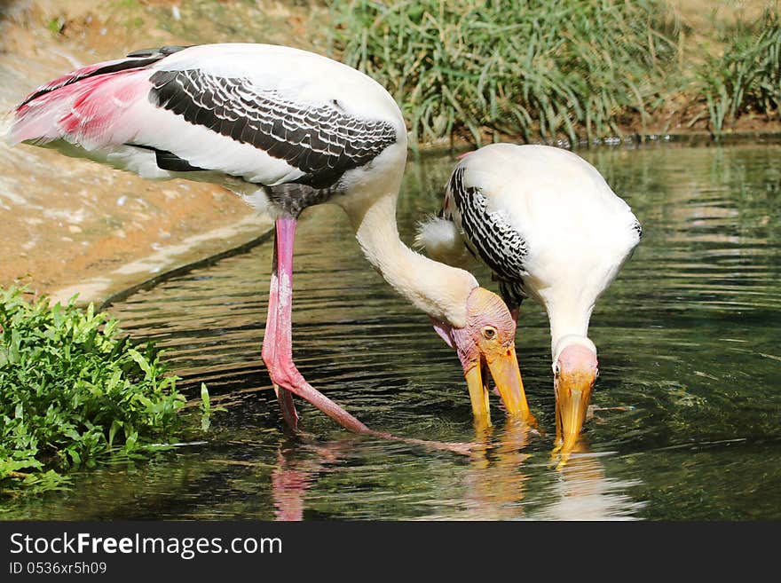 Painted storks in pond water searching for food