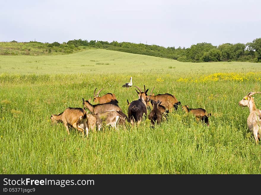 Domestic goats grazing on pasture