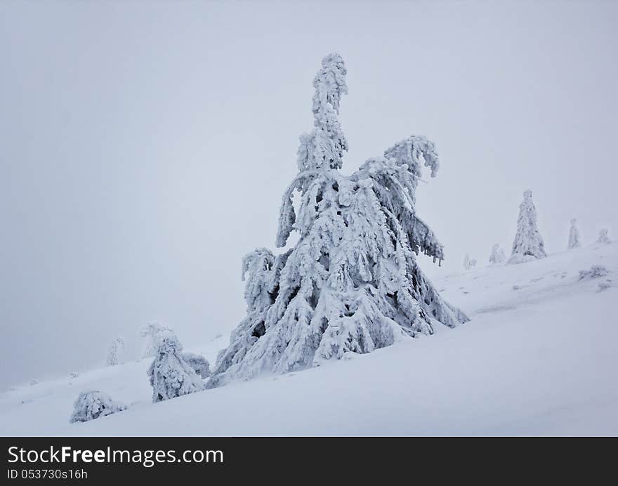 Lonely frozen tree in cold, blizzard conditions