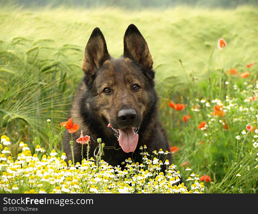 Dog in the middle of summer meadow. Dog in the middle of summer meadow.