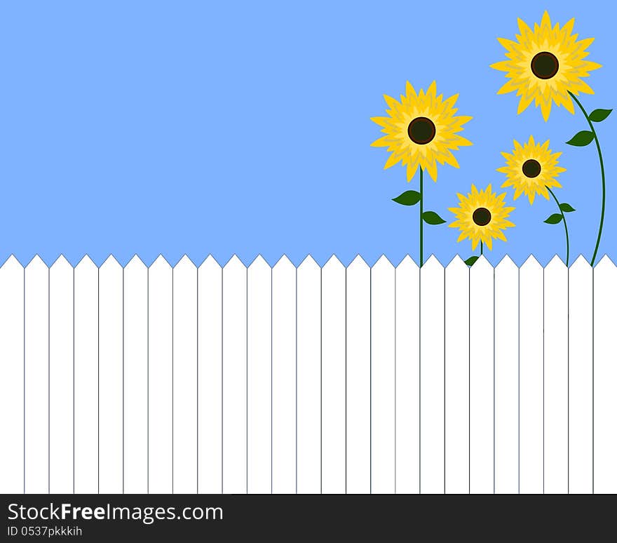 Sunflowers and white picket fence. Sunflowers and white picket fence