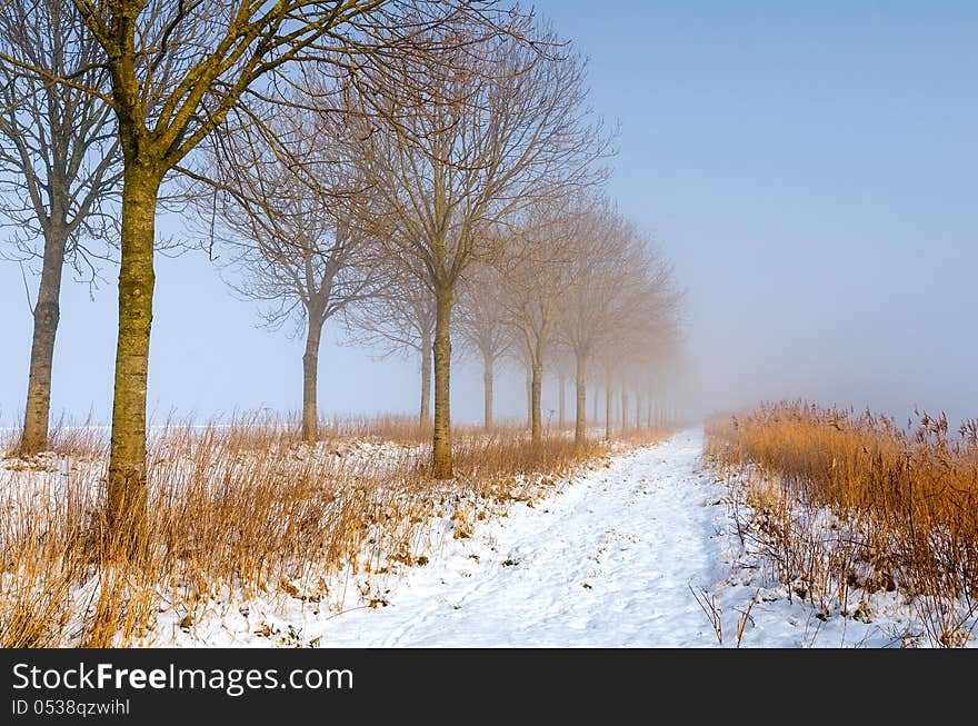 Sunlit row of trees and reed along a trail in fog and snow with blue sky above. Sunlit row of trees and reed along a trail in fog and snow with blue sky above