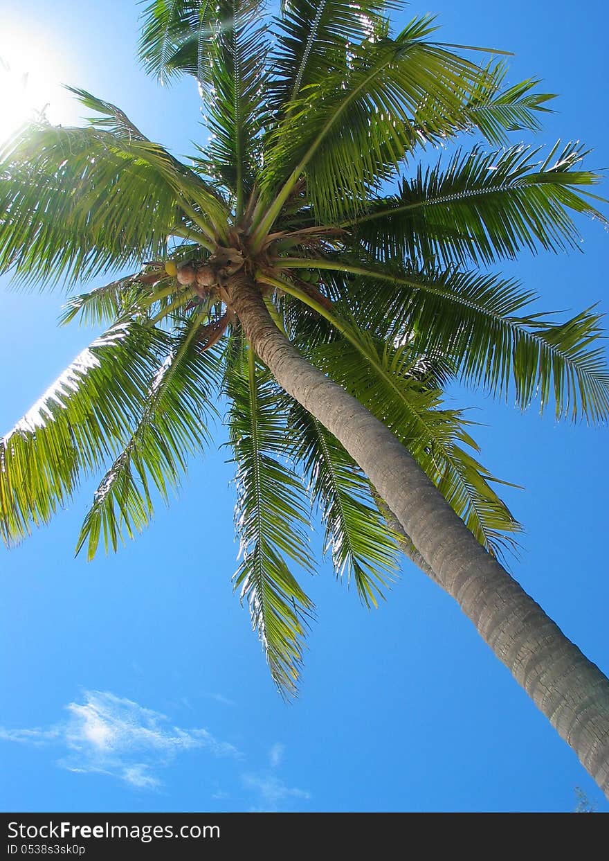 Palm tree seen from below, blue sky. Palm tree seen from below, blue sky