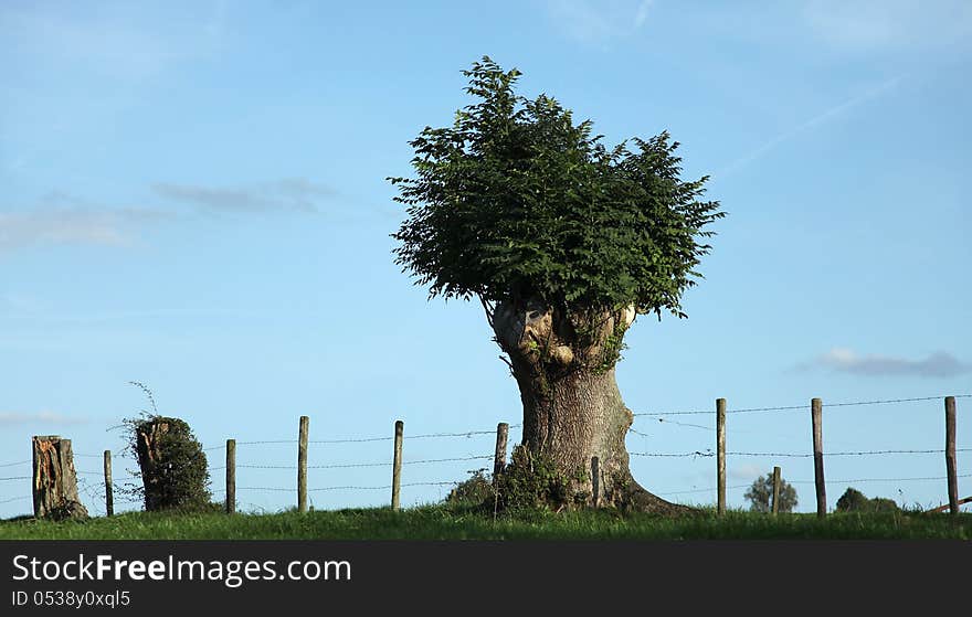 Old pollarded Fraxinus in farmland