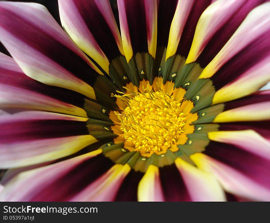 Close up of gazania flower