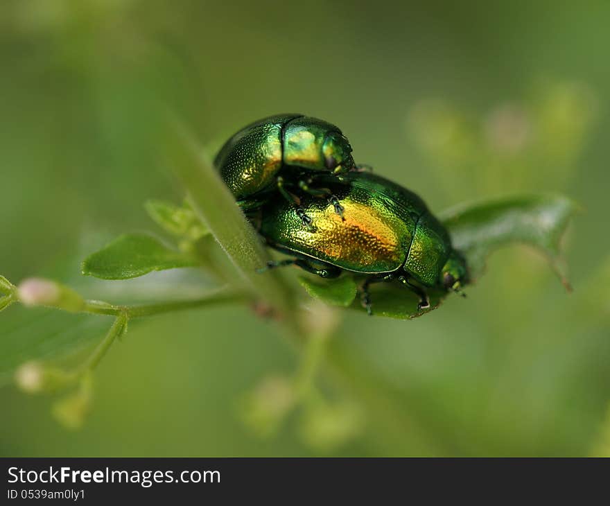 Beautiful golden beetles on a few plants in the fields. Beautiful golden beetles on a few plants in the fields