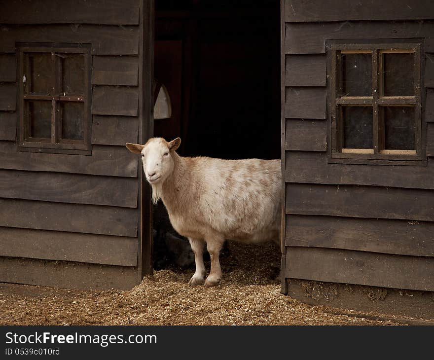 Wooden farm barn with powerful goat. Wooden farm barn with powerful goat