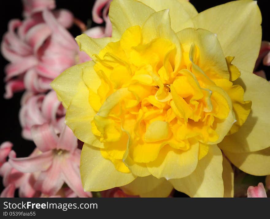 Close up of spring flower in sunny weather. Close up of spring flower in sunny weather