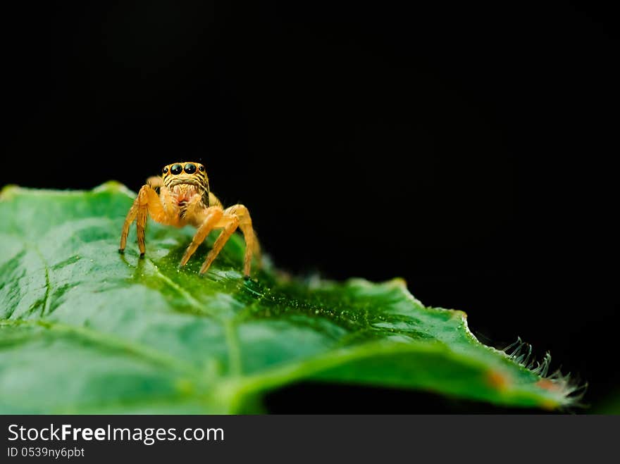 Jumping spider on green leaf.