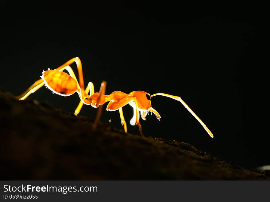 Ants on a tree on a black background.