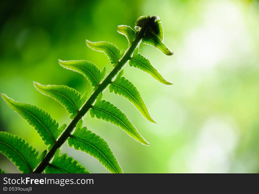 Fern on a background of light diffusion.