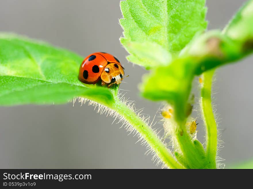 Ladybug on green leaf, Beetles.