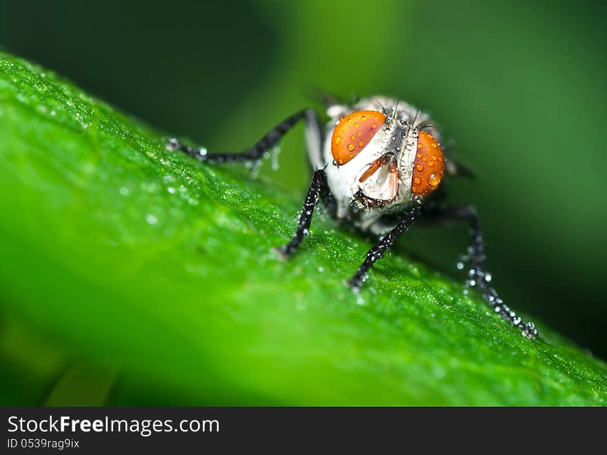 Insect fly macro on leaf