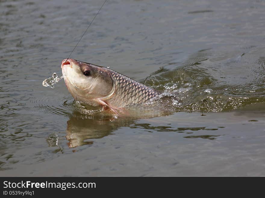 Fishing Seven-striped barb.