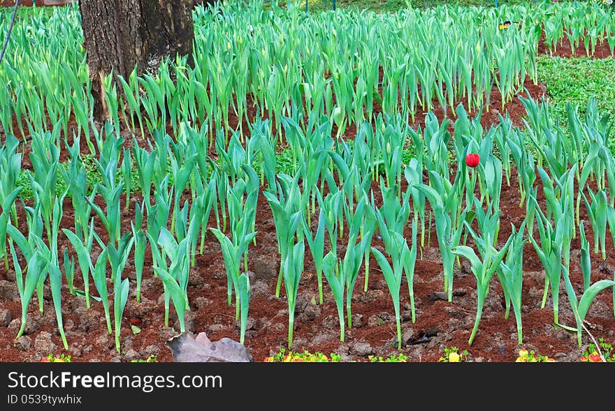 Tulips Field.