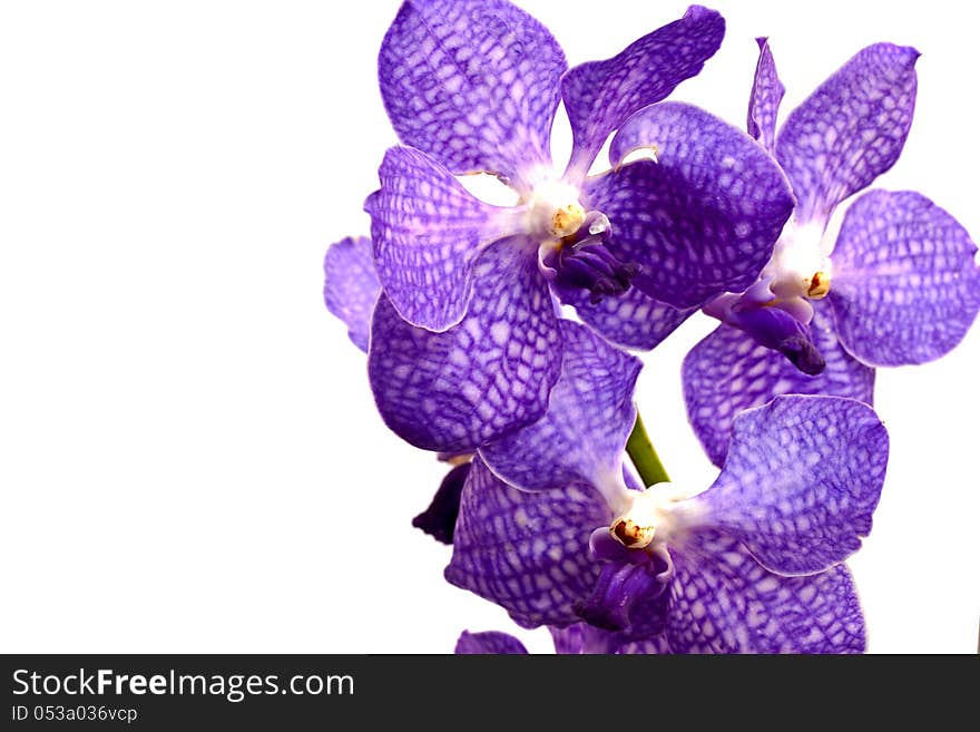 Violet Orchid