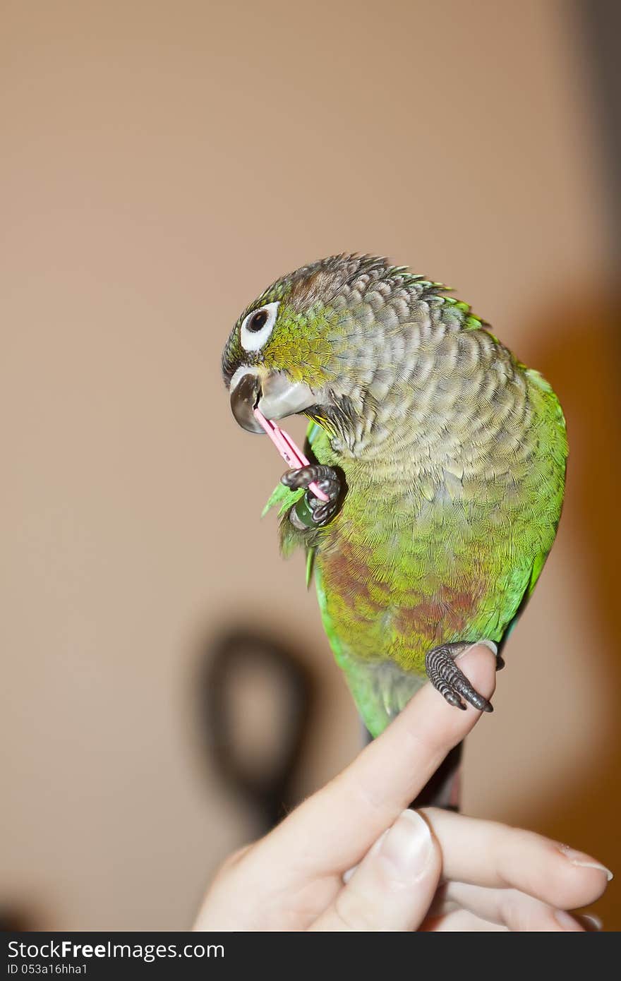 Green cheek conure sitting on finger. Green cheek conure sitting on finger.