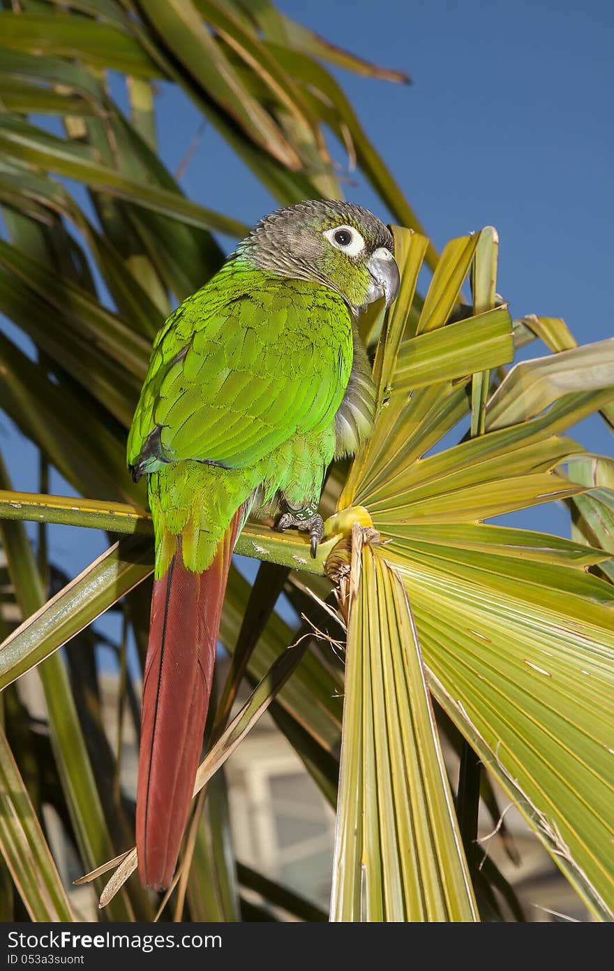 Green cheek outside sitting on the tree. Green cheek outside sitting on the tree.