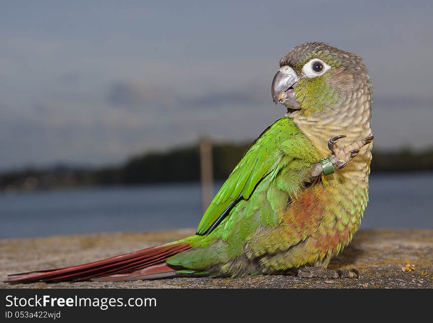 Parrot