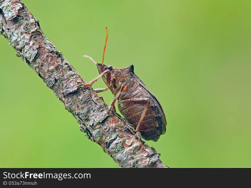 Large and distinctive predatory spiked shieldbug (Picromerus bidens) on stick.