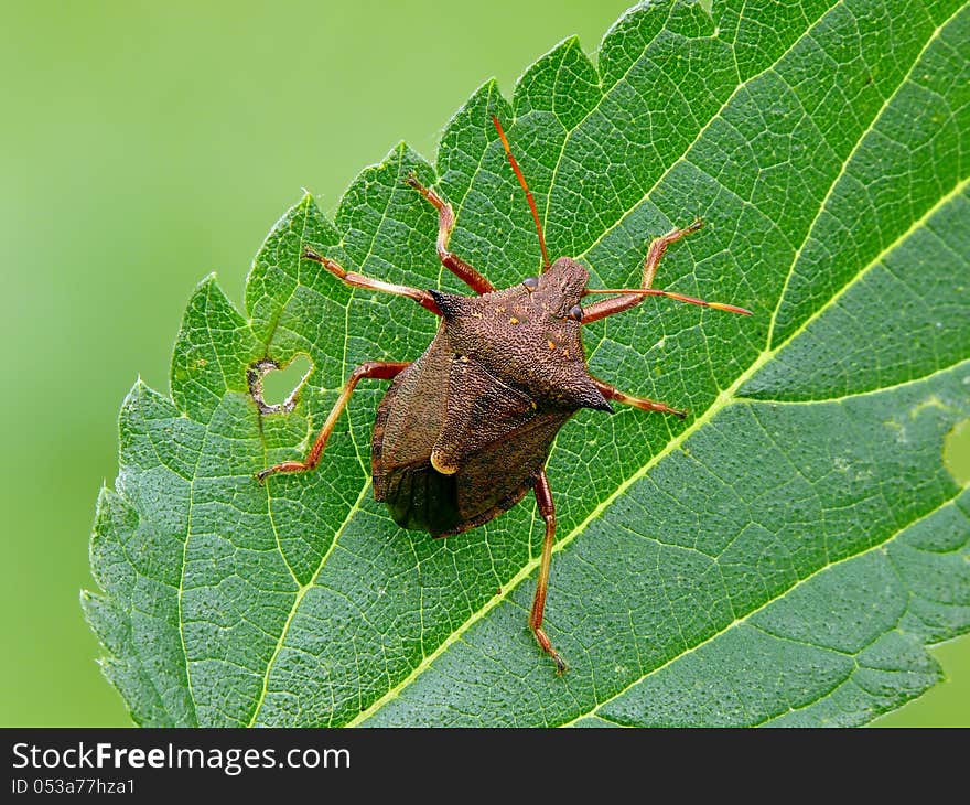 Large and distinctive predatory spiked shieldbug (Picromerus bidens) on leaf.