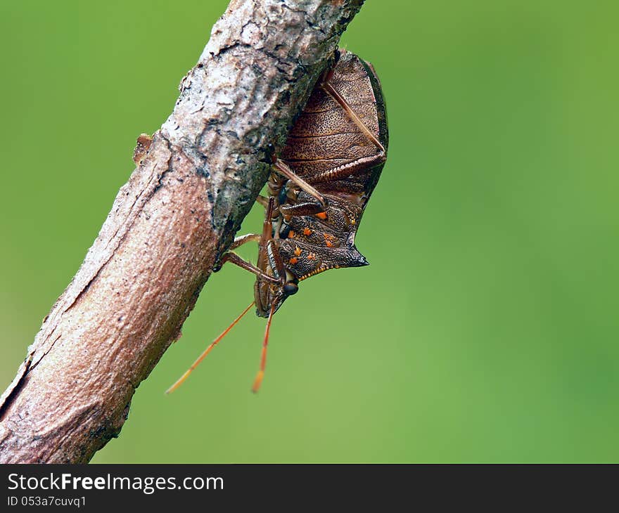 Large and distinctive predatory spiked shieldbug (Picromerus bidens) on stick.