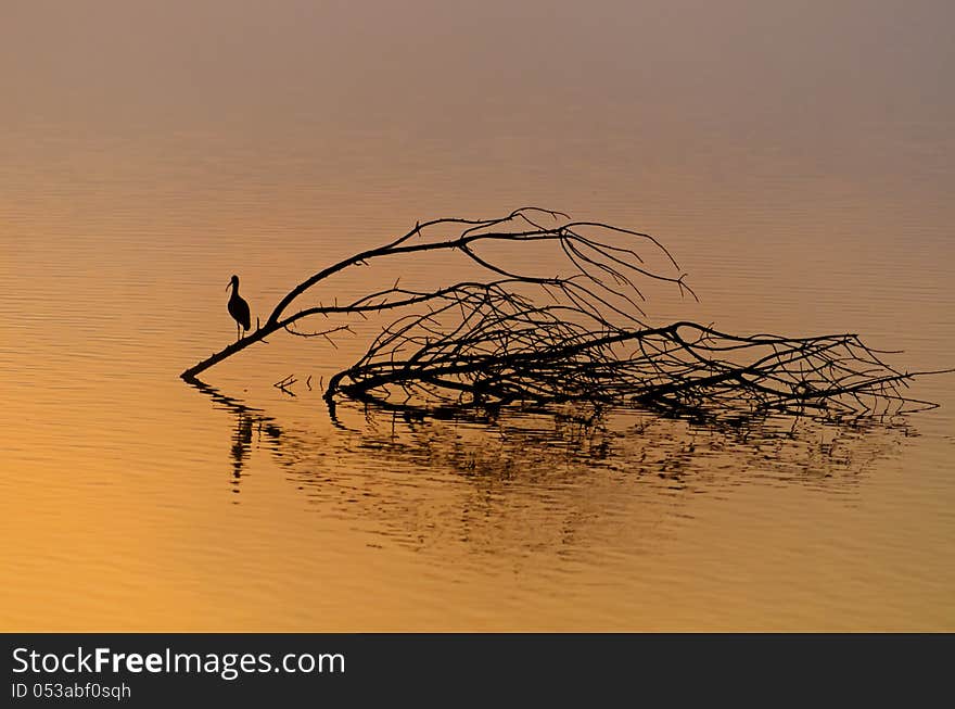 Beautiful sunrise and reflection of a bird in hagamon lake in the water at the hagamon lake park