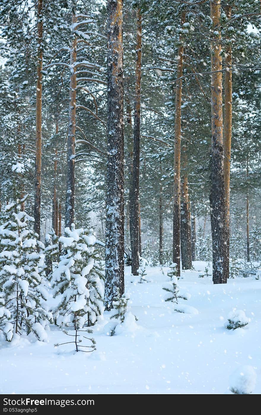 Snowfall in the snow-covered spruce forest. Snowfall in the snow-covered spruce forest