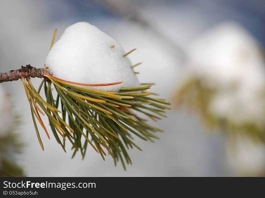 Small pile of snow caught on a green branch in the stillness of Sulfur Mountain, Banff, Canada. Small pile of snow caught on a green branch in the stillness of Sulfur Mountain, Banff, Canada.