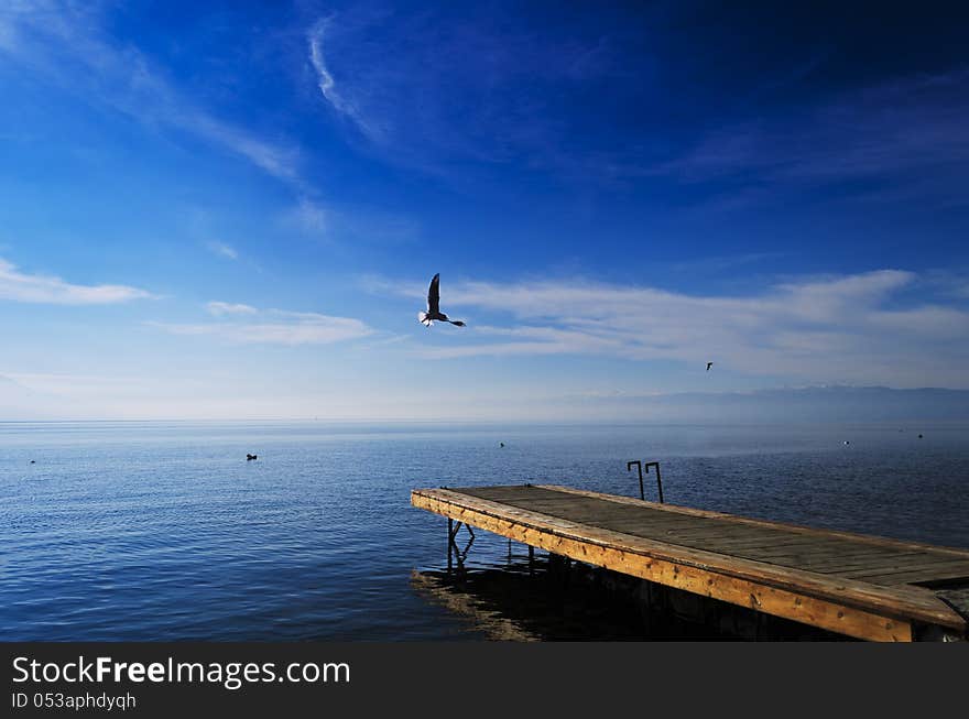 Seagull Wooden Pier