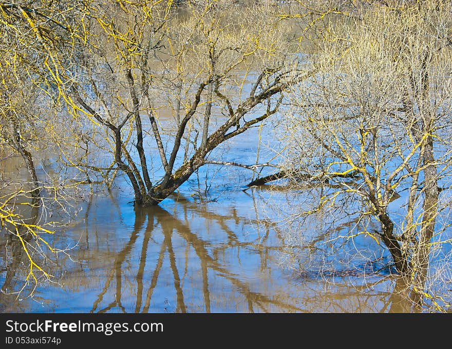 Brittle willows overflow by water. Brittle willows overflow by water