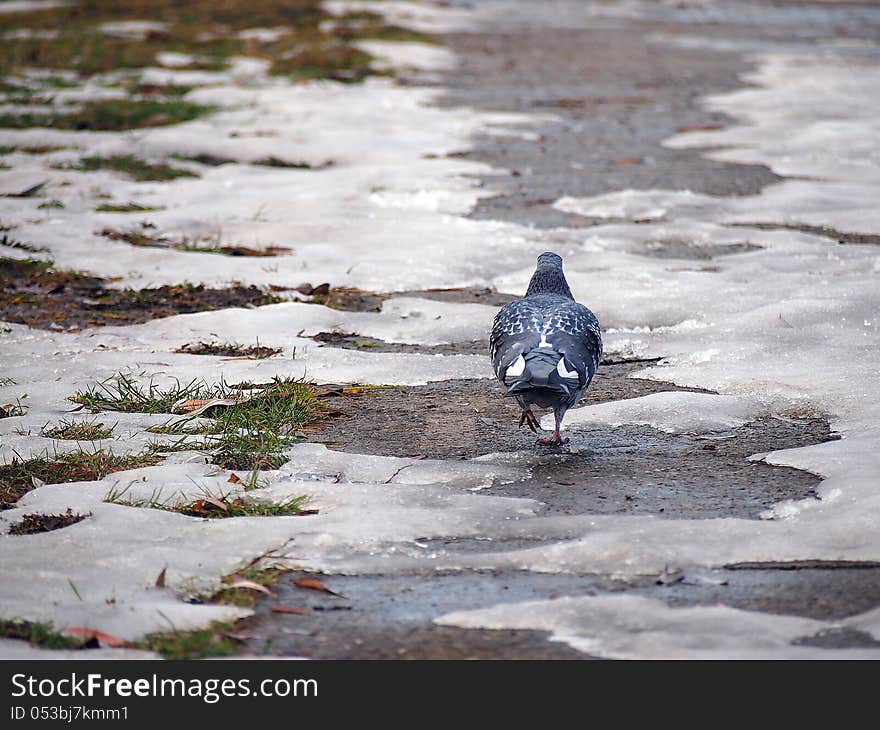 A pigeon walking on a snow and ice covered alley. A pigeon walking on a snow and ice covered alley