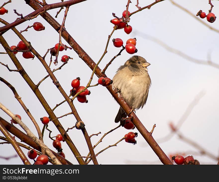 Sparrow in a dog rose shrub