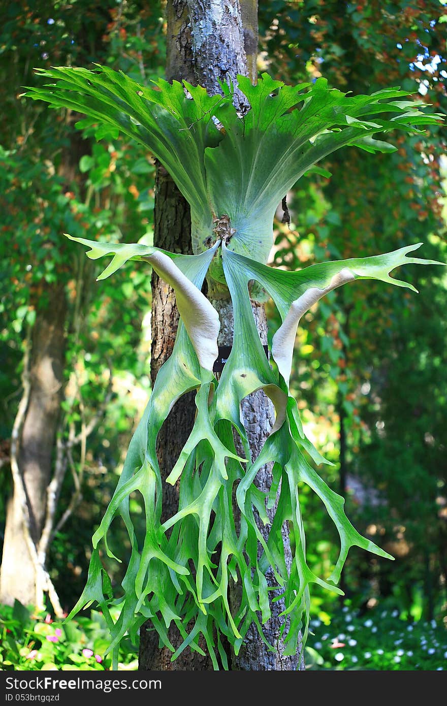 Leaf of Platycerium, staghorn or elkhorn ferns