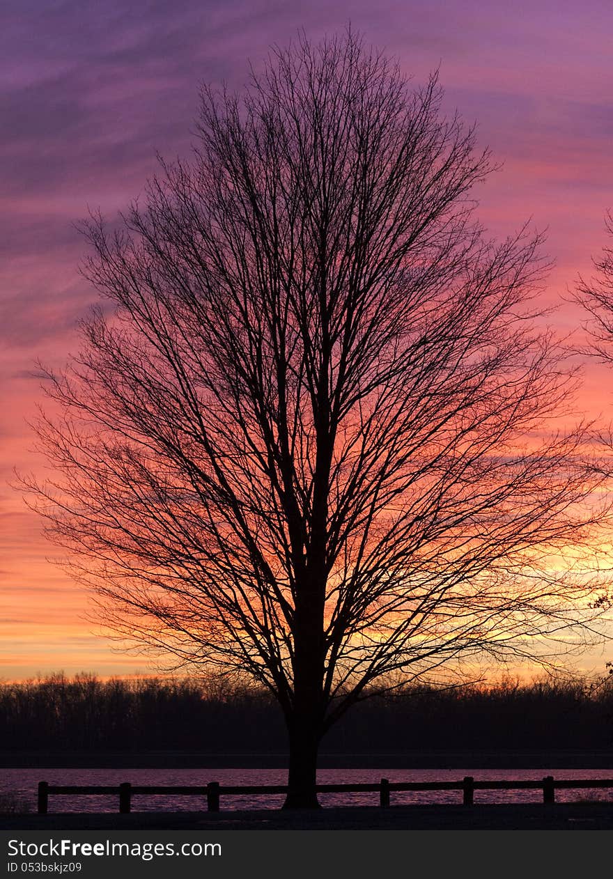 Alone leafless tree in a winter sunset near the lake provides a tranquil feel for the end of the day. Alone leafless tree in a winter sunset near the lake provides a tranquil feel for the end of the day.