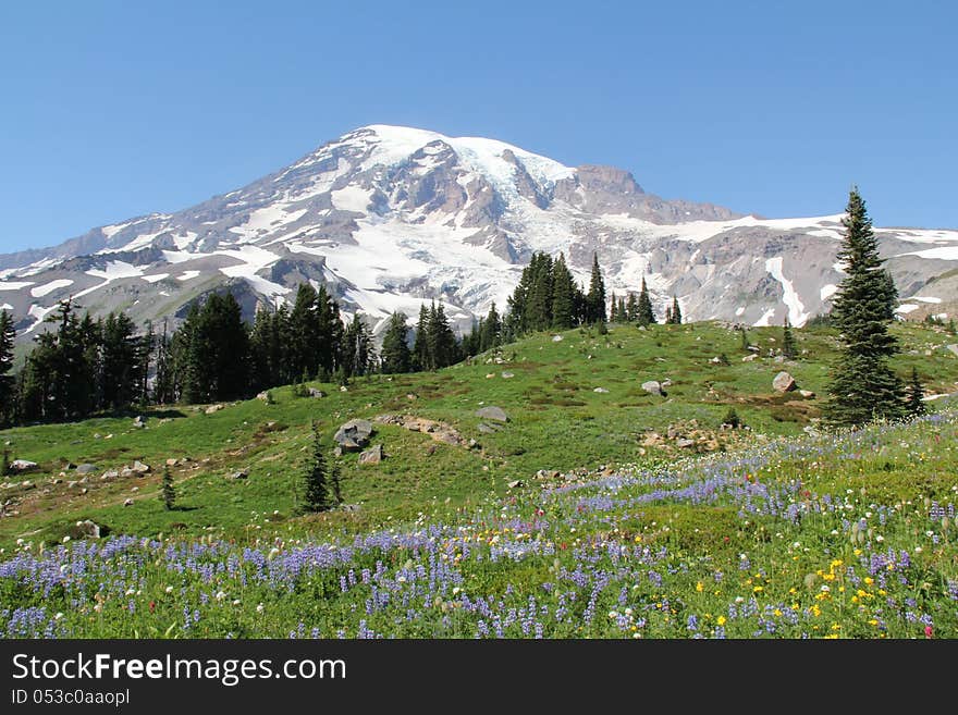 Mt Rainier Summer Alpine Meadows