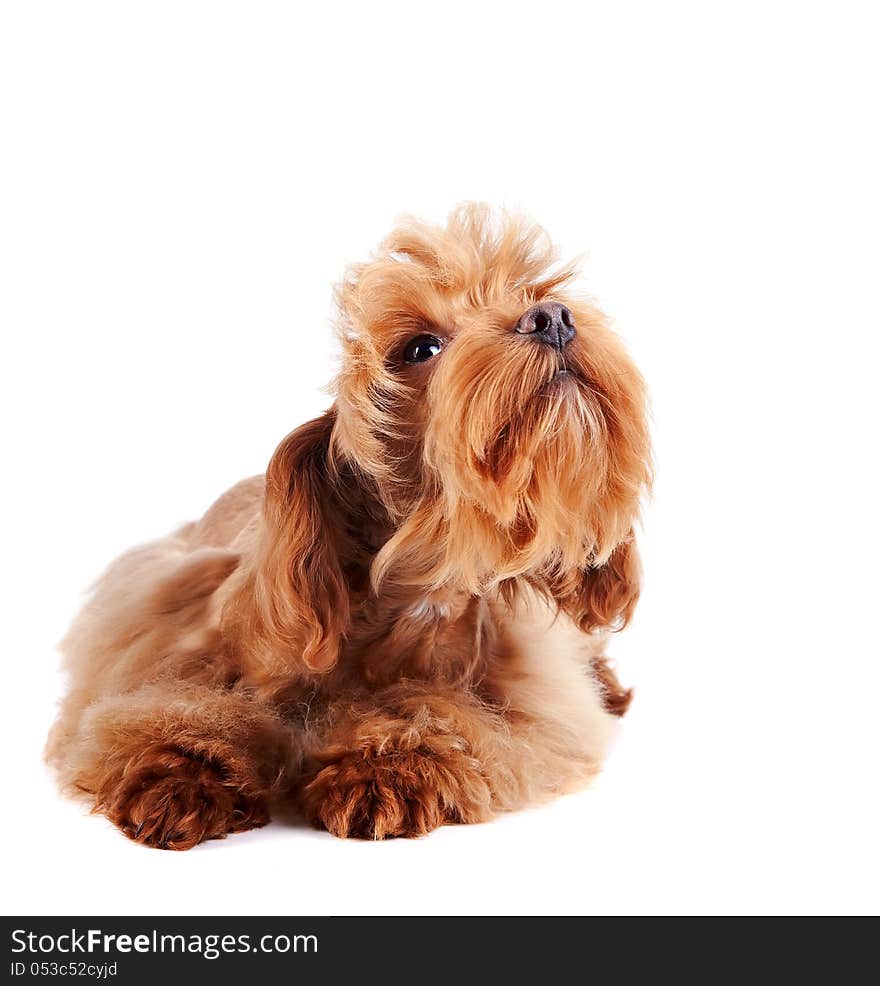 Decorative dog. Puppy of the Petersburg orchid on a white background. Decorative dog. Puppy of the Petersburg orchid on a white background