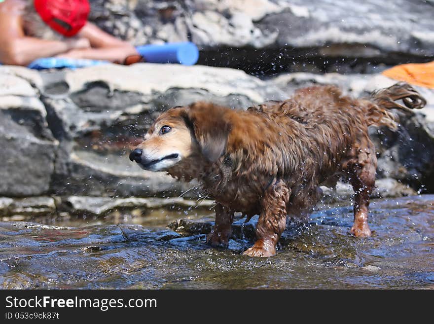 Dachshund standing in water