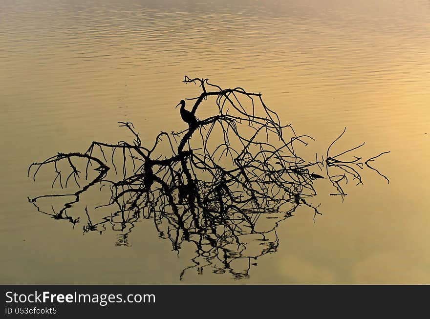 Beautiful sunrise and Geronticus calvus reflection in hagamon lake in the water at the hagamon lake park. Beautiful sunrise and Geronticus calvus reflection in hagamon lake in the water at the hagamon lake park