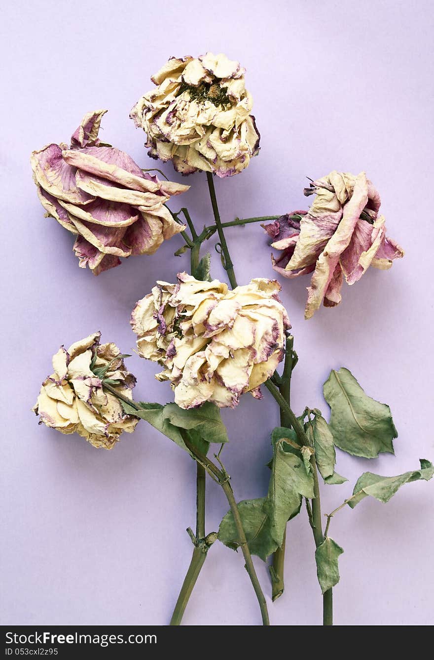 Dried Roses