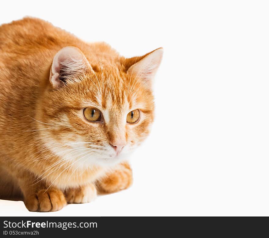 Cat Looking Down Isolated On White