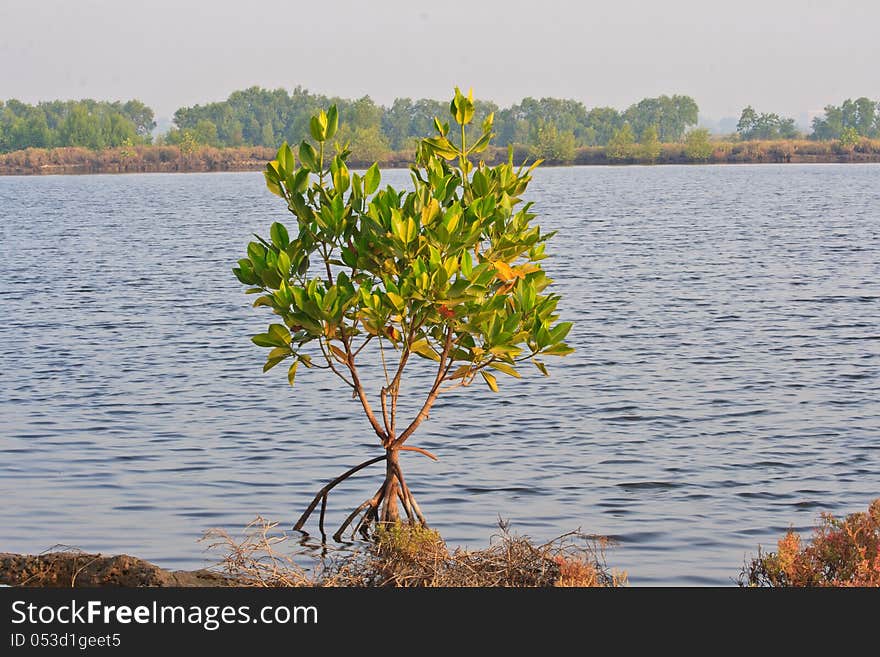 Lonely mangrove tree in water