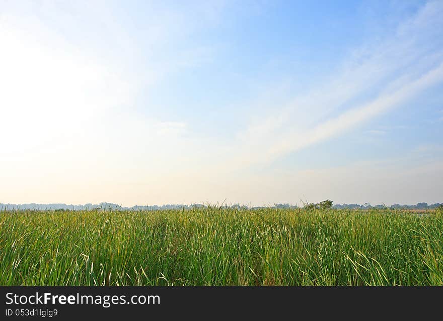 Airy grass in sunny day